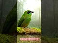 Download Lagu CUCAK IJO #kicau burung #burung #kicau burung #relaksasi #suaraburung #burungkicaudialamliar #cucakijo