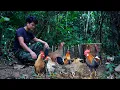 Download Lagu Perjalanan ke hutan lebat untuk menjebak ayam liar – Kehidupan pegunungan