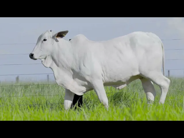 Novilha Nelore LSA - 1907