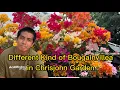 Different Kind of Bougainvillea in Chrisjohn Garden