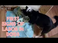 First Signs of Labor in a Dog