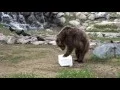 West Yellowstone Montana - KOA-Town-Discovery Ctr-Rodeo 16