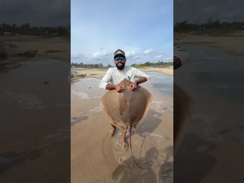 ചൂണ്ടയിൽ പിടിച്ച തിരണ്ടി!! 19 Kg 🔥