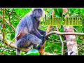 Lagu LUTUNG SUMATRA