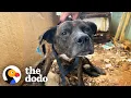 Everyone Said This Dog Would Never Walk... | The Dodo