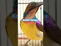 Download Lagu 🔴 Kolibri Kelapa Gacor