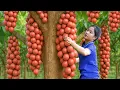 Download Lagu Harvesting A Lot Of Dau Da Goes To Market Sell, Garden,1000 delicious red jackfruits | Ella New Life