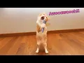 Download Lagu Als je kat een zanger wordt