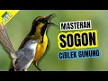 Download Lagu Masteran Sogon Bren Ak 47 | Masteran Sogon Ngebren Suara Jernih #masteransogon MP3