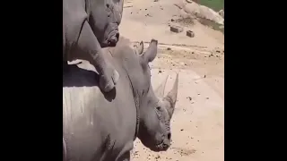 acasalamento de rinocerontes