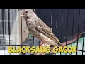 Download Lagu Blacksang gacor