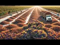 Download Lagu US Farmers Harvest And Process 773 Million Pounds Of Raisins This Way