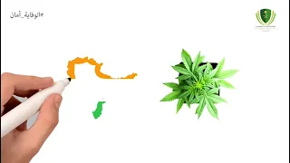 بعد دقائق من تعاطي الحشيش ايش يحصل 