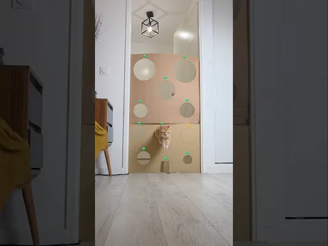 Smart cat #chat #cat #challenge #catchallenge