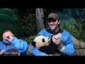 Download Lagu 20170221 Lee Pace with Pandas 03 Feeding naughty Fushun