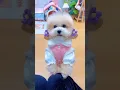 Download Lagu Mỗi ngày một bộ đồ. #shortsshorts #viral #cutedog #poodle #funydog1010 #dogs #funydogs #usa #dog