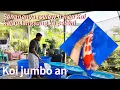 Download Lagu Senangnya Review harga koi jumboan langsung ke petani di blitar🤩🤩