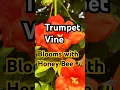 Lagu 🌺 Mesmerizing Honey Bee 🐝 Buzzing Around Trumpet Vine Flower | Nature's Beauty in Action #shorts