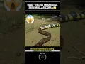 Download Lagu ULAR WELING MEMANGSA ULAR COBRA HEBOHKAN WARGA⁉️😱#shorts