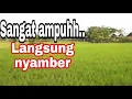 Download Lagu SUARA  PIKAT BURUNG KECIL BURCIL