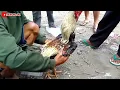 Download Lagu Ada yang baru datang dari luar pasar langsung jadi rebutan yang nawar
