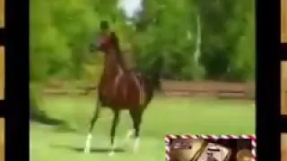 من راس عنيزه زعقت الصوت دندنها