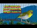 Download Lagu Suara Burung Pleci Bustomi Gacor Ngalas #37: Semua Pleci Pasti Terpancing Dengar Suara Ini
