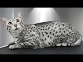 This Unusual Cat Breed is both Beautiful and Vocal