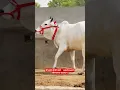 Download Lagu थारपरकर गाय 🎉 Tharparkar Cow For Sale in Rajasthan #trending #farm #cow #tharparkar #shorts #top