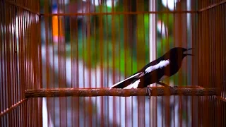 suara kacer mengundang tarung lawannya jangan panik siapkan mentalnya 42 voice of kacer