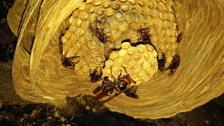 I put a GoPro in a hornet's nest