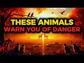 Download Lagu 7 Animals God Uses to Warn His Chosen Ones | Spiritual Signs of Danger