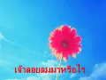เพลง เสน่หา(ต้นฉบับ) สุเทพ วงศ์กำแหง ขับร้อง