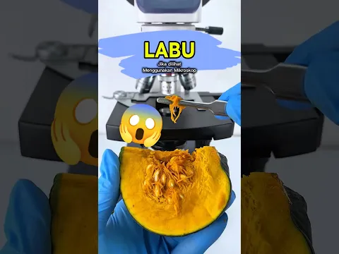 PASTI KAGET! ✨ Menemukan "Taburan Emas" di Dalam Daging Labu! 🎃🔬