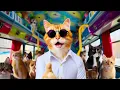 PSY - Gangnam Style (MEOW MEOW)