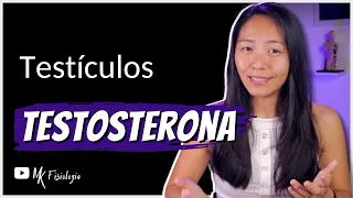 [SISTEMA ENDÓCRINO] TESTÍCULOS: TESTOSTERONA | MK Fisiologia