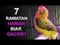 Lagu 7 Perawatan LOVEBIRD HARIAN Supaya Ngekek Panjang dan Gacor
