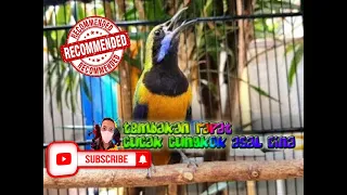 cucak cungkok istimewa durasi panjang tanpa jeda masteran murai batu mp3 durasi panjang