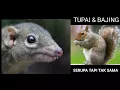 Download Lagu TUPAI \u0026 BAJING SERUPA TAPI TAK SAMA.