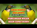 Download Lagu pancingan wiceh agar bunyi // cocok buat wiceh bahan agar cepat gacor #wiceh #birds #kolibrikelapa