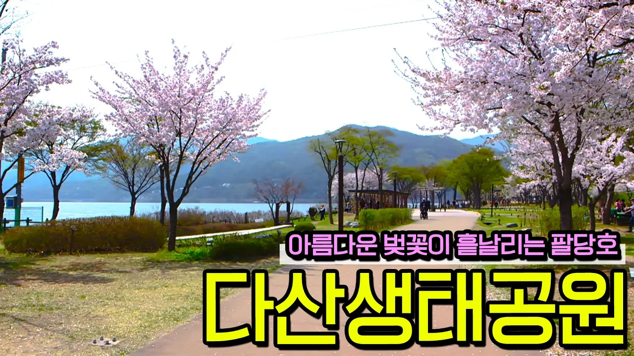[풍경과 클래식] 141. 벚꽃이 흩날리는 팔당호수, 다산 정약용의 숨결이 머무는 다산생태공원 サムネイル