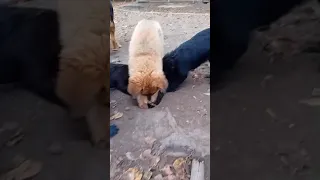                     دندنها
