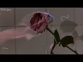 Mon Laferte - Tu Falta De Querer 💔 (Letra)