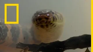 الموت قبل بزوغ الفجر مخلوقات المستنقع ناشونال جيوغرافيك أبوظبي 