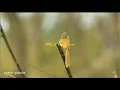 Download Lagu KICAU PRENJAK TEBU / CIBLEK TEBU DI ALAM LIAR ( yellow bellied prinia )