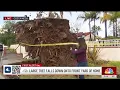 Large trees comes crashing down in Costa Mesa after rain