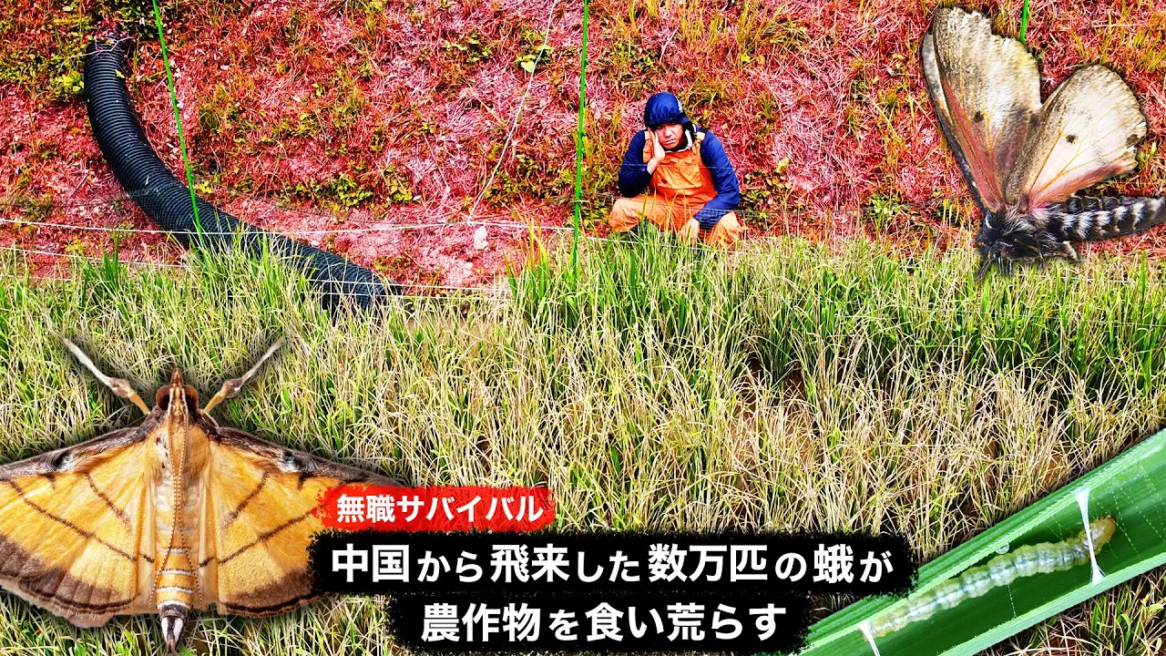 【無職サバイバル】中国から飛来した数万匹の蛾が農作物を食い荒らす【限界集落で無職になる#42】