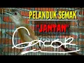 Download Lagu Pelanduk semak jantan super gacor.