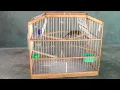 Brown bullfinch singing west drawl