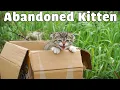 Lagu Rescue The Abandoned Kitten Crying At The Trash Cans |  Sreet Cat Rescue - Woa Mew